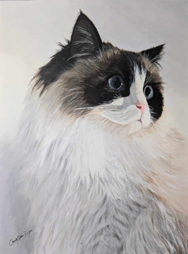 Ragdoll Cat