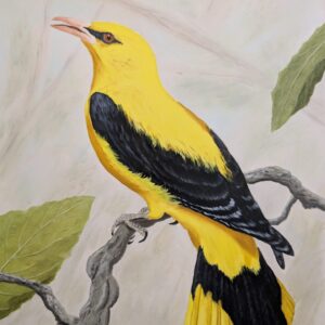 Eurasian Oriole