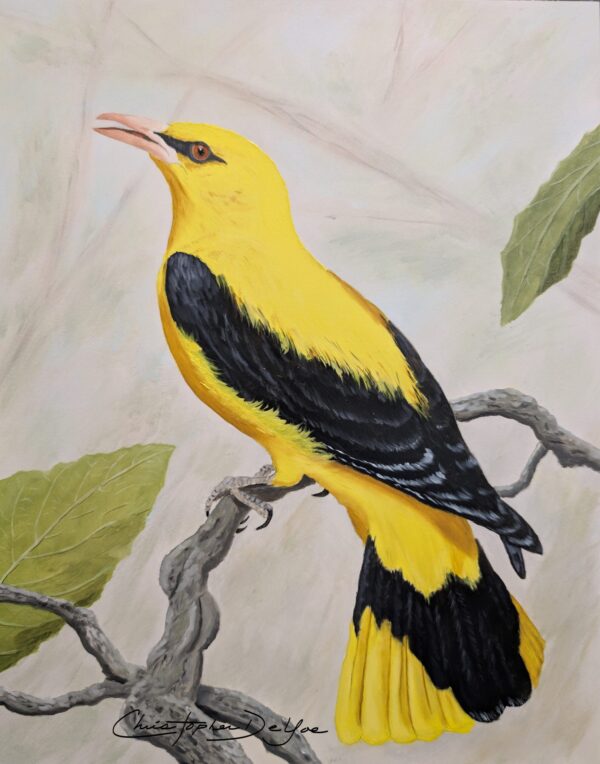 Eurasian Oriole