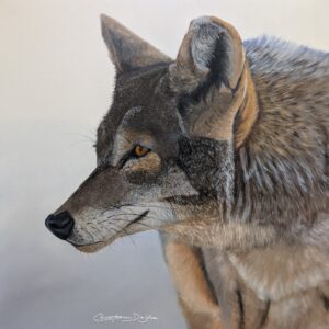 Coyote